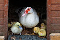 Domestic duck, Muscovey duck with ducklings, UK