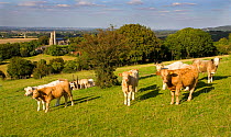 Domestic cattle in field with Ellesborough church in background, Buckinghamshire, UK, September 2004