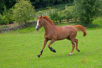 Domestic horse, Chestnut mare trotting in field, clipped, wearing hoof protectors UK, July 2008