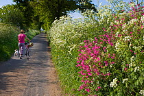 Woman with dog walking along country lane with Cow parsley (Anthiscus sylvestris) flowering in verge, pushing bicycle, Southrepps, Norfolk, UK, May 2007