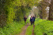 Three adults walking dogs along a country lane, past woodland, Norfolk, UK, April 2009