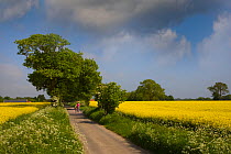 Woman with bicycle and dog walking along country lane past fields of oil seed rape, near Happisburgh, Norfolk, UK, May 2008