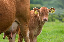 Domestic cattle, Beef calf beside mother in meadow, Hertfordshire, UK, May