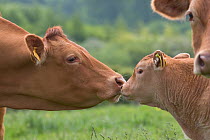 Domestic cattle, Beef calf and adult cow sniffing noses, Hertfordshire, UK, May