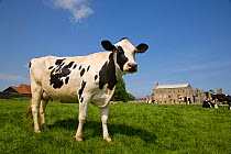 Domestic cattle, Friesian dairy herd grazing on summer grass with Binham Priory in the background, Norfolk, UK, May 2008