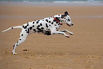 Dalmation dog running along beach, Norfolk, UK, August