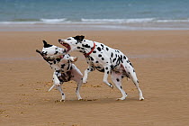 Dalmation dogs playing on beach, Norfolk, UK, August