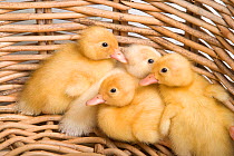 Domestic ducks, newly hatched ducklings in basket, UK