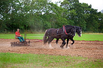 Farmer on a disc harrow pulled by a pair of Shire horses, UK, July 2009