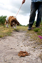 Adder (Vipera berus) on heathland path close to man walking his Springer spaniel dog, UK, August