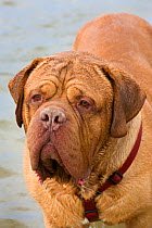 Domestic dog, Dogue de Bordeaux, beside water