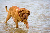 Domestic dog, Dogue de Bordeaux, walking through sea water.