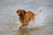 Domestic dog, Dogue de Bordeaux, running through sea water.