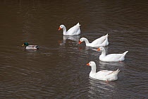Four white Domestic Geese (Answer anser domesticus) and a Mallard drake (Anas platyrhynchos) on village pond, East Runton, Norfolk, UK, April