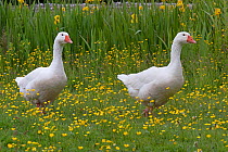 Two white Domestic Geese (Answer anser domesticus) near village pond, West Runton, Norfolk, UK, June