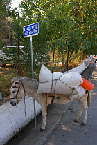 Working donkey (Equus asinus) beside street bus stop, Lesbos, Greece, September 2005