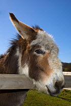 Domestic donkey (Equus asinus) looking over fence, Norfolk, UK
