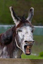 Domestic donkey (Equus asinus) yawning, Norfolk, UK
