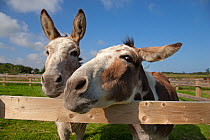 Two Domestic donkeys (Equus asinus) looking over fence, Norfolk, UK