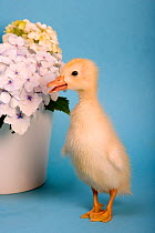 Domestic duckling beside flowers