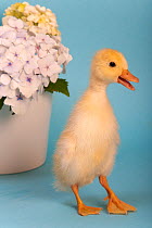 Domestic duckling beside flowers, quacking.