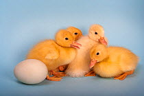 Four Domestic ducklings and one duck egg