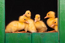Five Domestic ducklings in green wooden shed