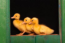 Three Domestic ducklings in green wooden shed