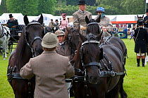 Duke of Edinborough driving carriage with Fell ponies, UK, May 2006