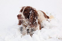 English Springer spaniel in deep snow, UK, December 2009