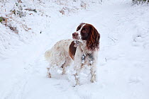 English Springer spaniel with fur covered in balls of snow, UK, December 2009
