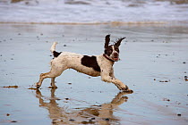 English Springer spaniel running over beach at low tide, ears flapping, August, UK