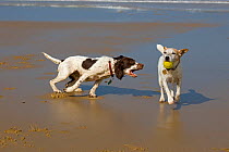 English Springer spaniel running over beach at low tide, chasing a terrier carrying a ball, August, UK