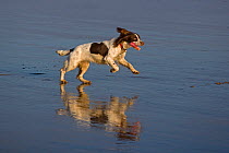 English Springer spaniel running over beach at low tide, August, UK