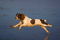 English Springer spaniel running over beach at low tide, leaping, August, UK