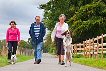 Three people taking English Springer Spaniel and terrier for a walk, spaniel in harness walking on backlegs, UK, September 2009