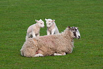 Domestic sheep, ewe with two lambs playing, standing on her back, Norfolk, UK, March