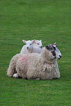 Domestic sheep, ewe with two lambs, Norfolk, UK, March