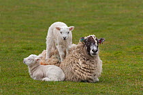 Domestic sheep, ewe with two lambs, one standing on her, Norfolk, UK, March