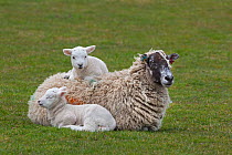 Domestic sheep, ewe with two lambs, one resting on her, Norfolk, UK, March
