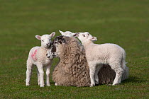 Domestic sheep, ewe with three playful lambs, Norfolk, UK, March