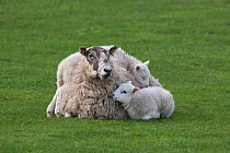 Domestic sheep, ewe with three lambs climbing all over her, Norfolk, UK, March