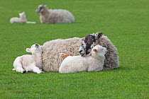 Domestic sheep, ewe with two lambs, Norfolk, UK, March
