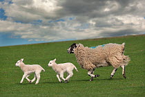 Domestic sheep, ewe with two lambs, running, Norfolk, UK, March