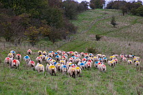 Flock of domestic sheep, ewes with coloured patches on bottoms to show they have been covered by ram, mating / tupping, Ivinghoe Hills, Buckinghamshire, UK, October 2006