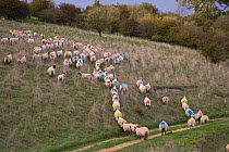 Flock of domestic sheep, ewes with coloured patches on bottoms to show mating / tupping, Ivinghoe Hills, Buckinghamshire, UK, October 2006