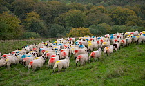 Flock of domestic sheep, ewes with coloured patches on bottoms to show mating / tupping, Ivinghoe Hills, Buckinghamshire, UK, October 2006