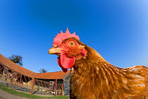 Farmyard chicken (Gallus gallus domesticus) free range, mixed breed, Norfolk, UK