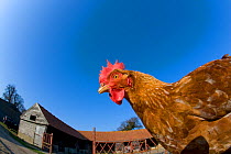 Farmyard chicken (Gallus gallus domesticus) free range, mixed breed, Norfolk, UK. Property released