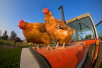 Farmyard chickens (Gallus gallus domesticus) free range, mixed breed, two perched on tractor bonnet, Norfolk, UK. Property released